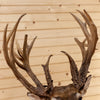 Premier 8X13 228 6/8" Whitetail Buck Deer Taxidermy Shoulder Mount DW0024
