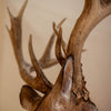 Premier 7X11 239" Whitetail Buck Deer Taxidermy Shoulder Mount DW0025
