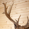 Premier 7X11 239" Whitetail Buck Deer Taxidermy Shoulder Mount DW0025
