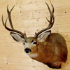 Mule Deer Shoulder Mount for Sale