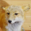 Mounted Red Fox Taxidermy for Sale