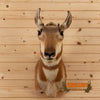 prongnorn antelope doe female taxidermy shoulder mount for sale