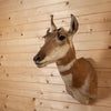 Excellent Female Pronghorn Antelope Doe Taxidermy Shoulder Mount GB4104