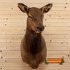 female cow elk taxidermy shoulder mount for sale