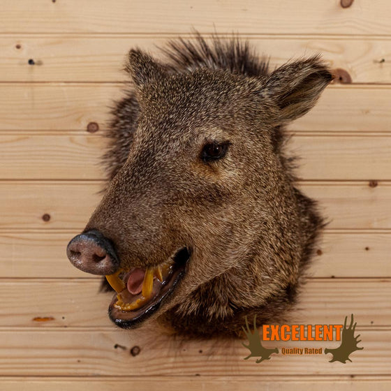 javelina collared pecary taxidermy shoulder mount for sale