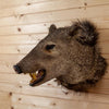 Excellent Javelina Taxidermy Shoulder Mount GB4106