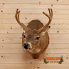 whitetail deer buck in velvet taxidermy shoulder mount for sale