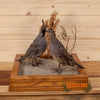 Excellent Perched Gambel's Quail Pair Taxidermy Mount GB4056