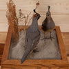 Excellent Perched Gambel's Quail Pair Taxidermy Mount GB4056