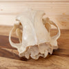 Excellent Large Black Bear Skull GB4060