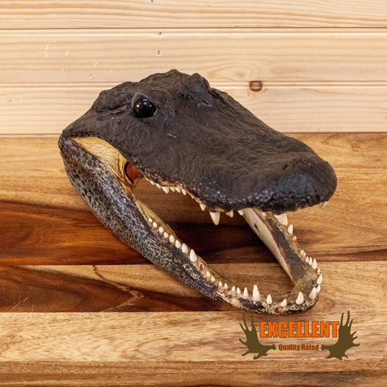 Excellent Real Alligator Head GB4062