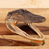 juvenile alligator head for sale
