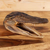 Excellent Real Juvenile Alligator Head GB4063