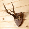 Roe Deer Antler Skull European Mount GB4064