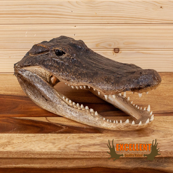 large alligator head for sale