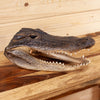 Excellent Real Alligator Head GB4065