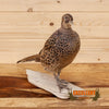 ringneck hen pheasant full body taxidermy mount for sale