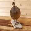 Excellent Perched Ringneck Hen Pheasant Taxidermy Mount GB4066