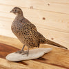 Excellent Perched Ringneck Hen Pheasant Taxidermy Mount GB4066