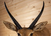 Excellent African Common Reedbuck Taxidermy Shoulder Mount GB4072