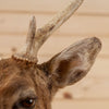 Excellent Sika Deer Taxidermy Shoulder Mount GB4073