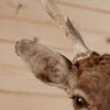 Excellent Sika Deer Taxidermy Shoulder Mount GB4073