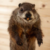 Excellent Groundhog Woodchuck Taxidermy Mount GB4074