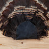 Excellent Wild Tom Turkey Tail Fan Mount GB4075