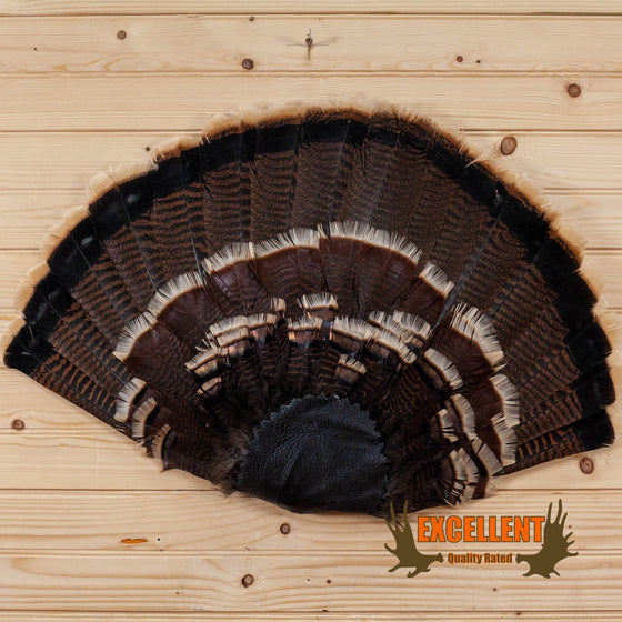 eastern tom turkey tail fan