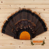 wild tom turkey tail fan for sale