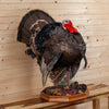 Excellent Full Strut Turkey Taxidermy Mount GB4080