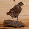 Excellent Perched Female Bobwhite Quail Taxidermy Mount GB4081