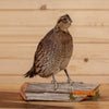 female bobwhite quail taxidermy mount for sale