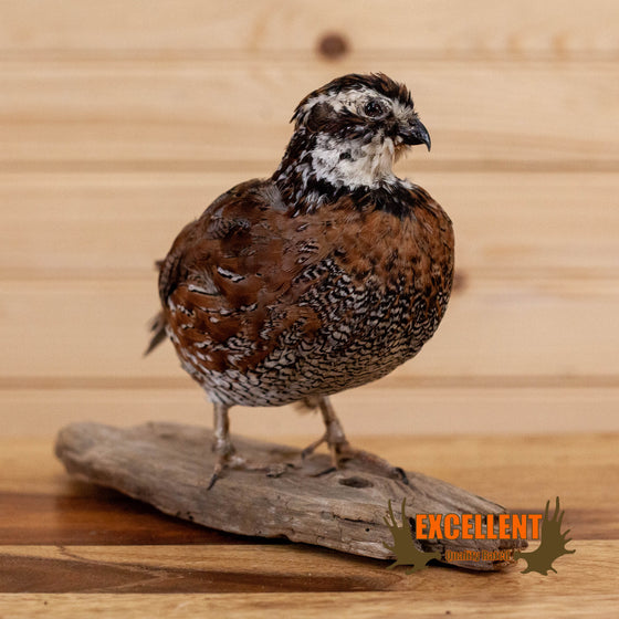 male bobwhite quail taxidermy mount for sale
