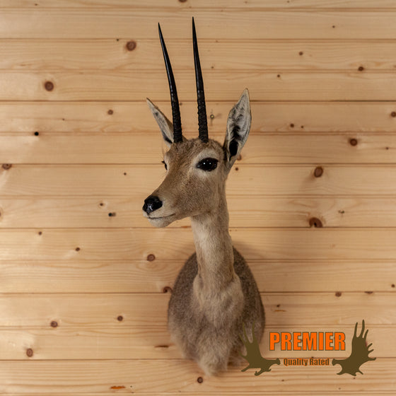Oribi African taxidermy shoulder mount for sale