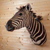 Premier Burchell's Zebra Taxidermy Shoulder Mount GB4089