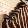 Premier Burchell's Zebra Taxidermy Shoulder Mount GB4089