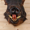 Excellent Wild Boar Hog Taxidermy Shoulder Mount GB4090