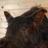 Excellent Wild Boar Hog Taxidermy Shoulder Mount GB4090