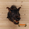 wild boar hog taxidermy shoulder mount for sale