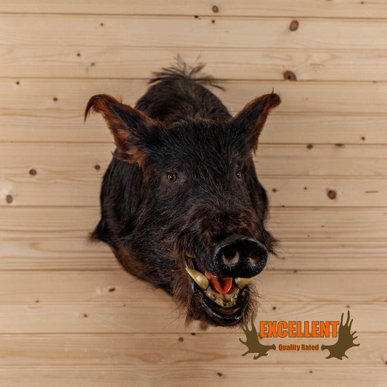 wild boar hog taxidermy shoulder mount for sale