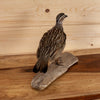 Premier Perched African Common Quail Taxidermy Mount GB4092
