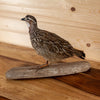 Premier Perched African Common Quail Taxidermy Mount GB4092