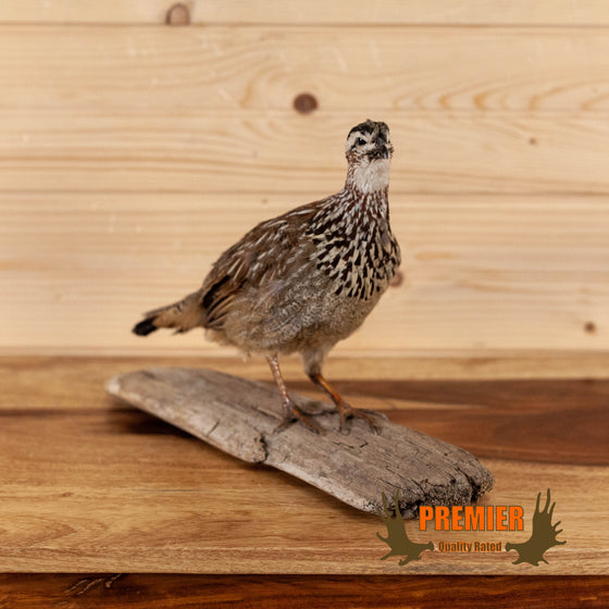 quail common African full body taxidermy mount for sale