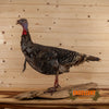 turkey bearded hen full body lifesize taxidermy mount for sale