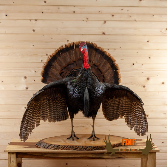 eastern tom turkey full body lifesize taxidermy mount for sale