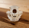 Excellent Large Black Bear Skull GB4095