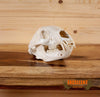 black bear skull taxidermy for sale