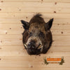 wild hog board taxidermy shoulder mount for sale