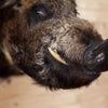 Excellent Wild Boar Hog Taxidermy Shoulder Mount GB4100